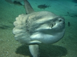 Sunfisch (Mola mola)